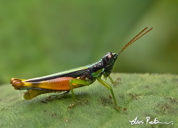 Grasshopper sp.